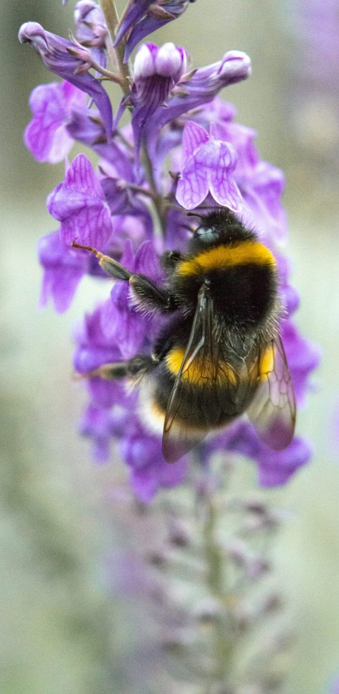 Abeille sur une fleur Abeille sur une fleur