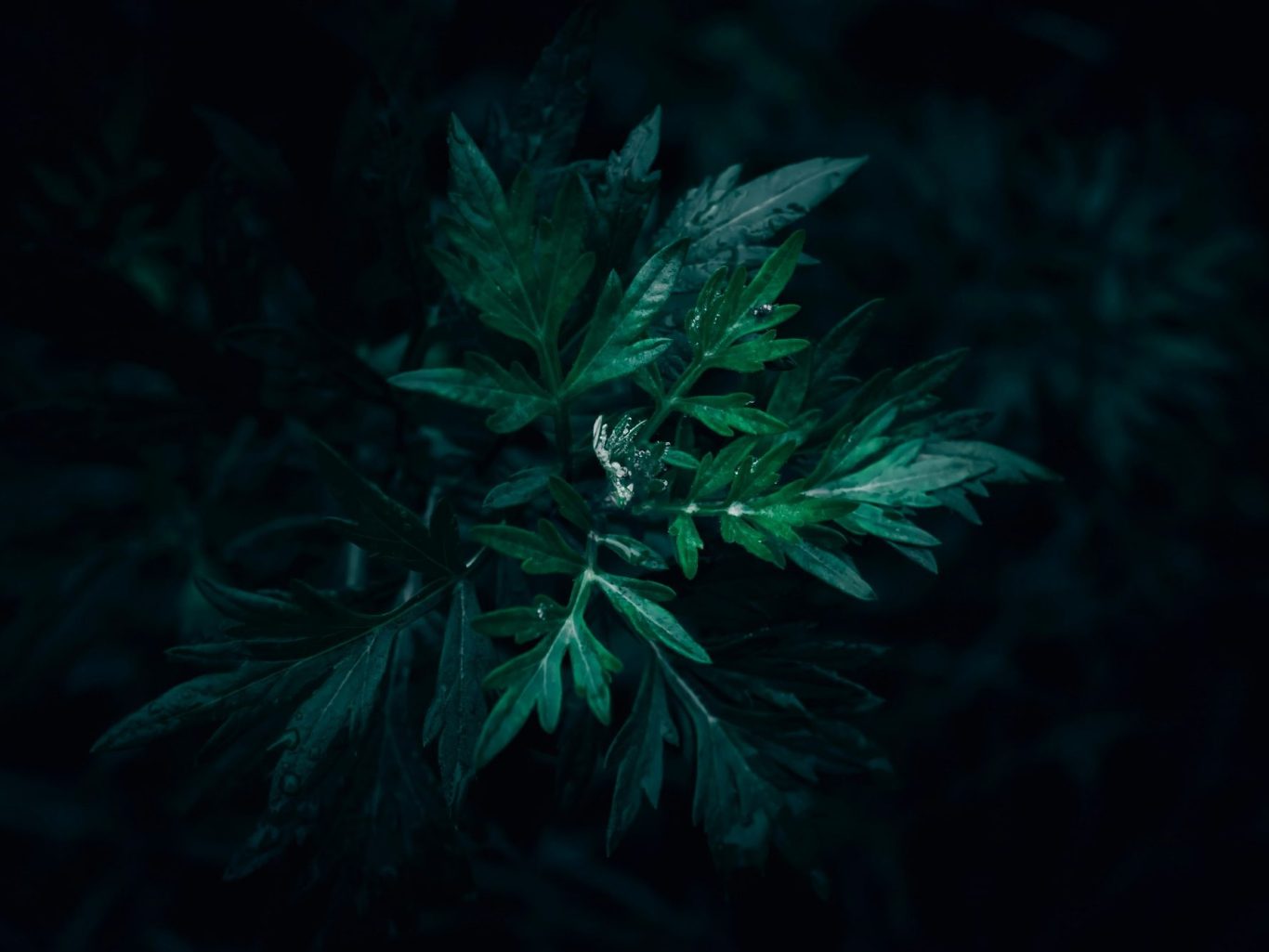 Plante armoise Plante armoise