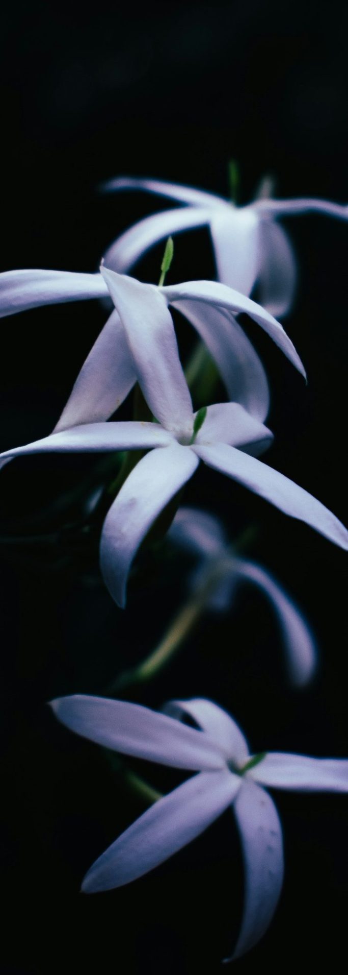 Plante jasmin Plante jasmin